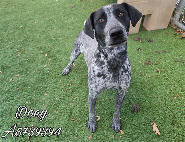 Doey, a German Shorthaired Pointer, available for adoption
