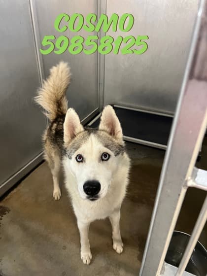 Cosmo, a Husky, available for adoption
