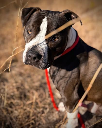 Stedson, a Terrier, available for adoption