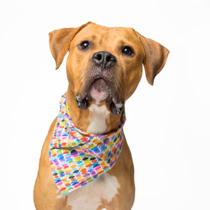 Deebo10, a Terrier, available for adoption