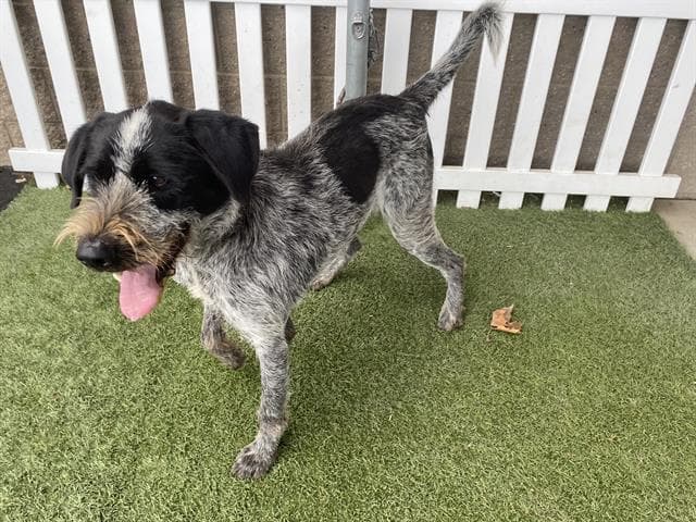 Joey, a German Wirehaired Pointer, available for adoption