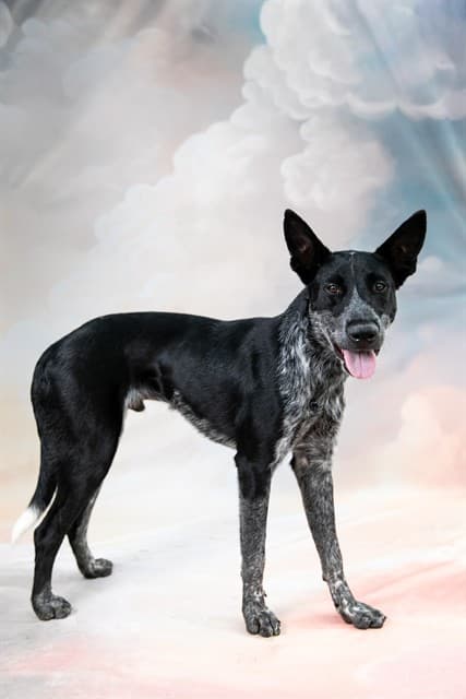 Cal, a Pointer, available for adoption
