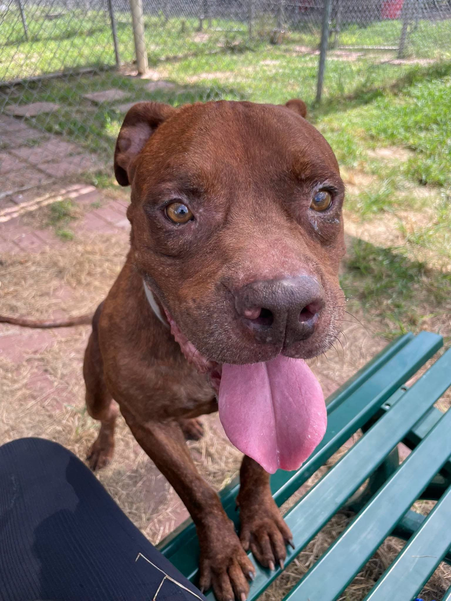 Ramsey, a American Staffordshire Terrier, available for adoption