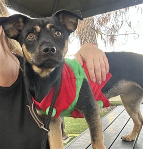 Blacky, a Pug, available for adoption