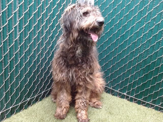 A5737911, a Old English Sheepdog, available for adoption
