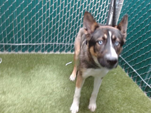 Becca, a Siberian Husky, available for adoption