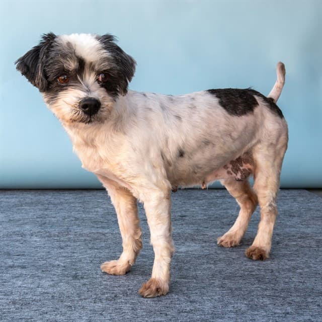 Moonlight, a Shih Tzu, available for adoption