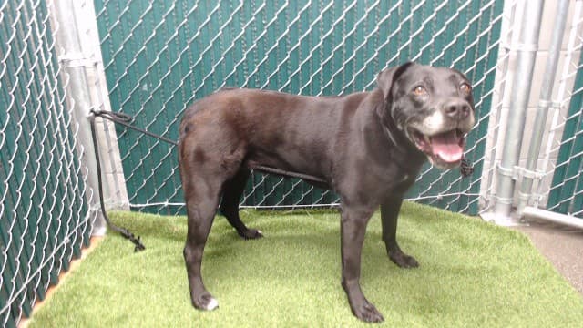 Mollie, a Labrador Retriever, available for adoption