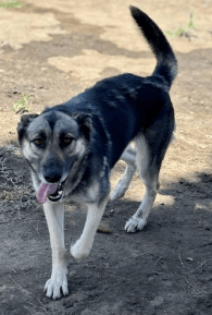 Piper, a German Shepherd, available for adoption