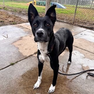 December Socks, a Border Collie, available for adoption