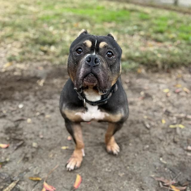 Dino, a American Bulldog, available for adoption
