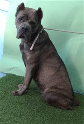 Gio, a Cane Corso Mastiff, available for adoption