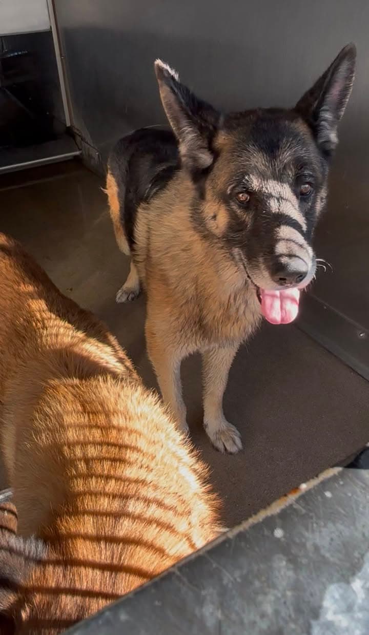 Ragnar, a German Shepherd, available for adoption