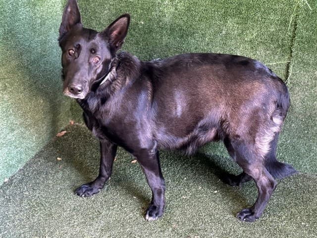 Lolita, a German Shepherd, available for adoption