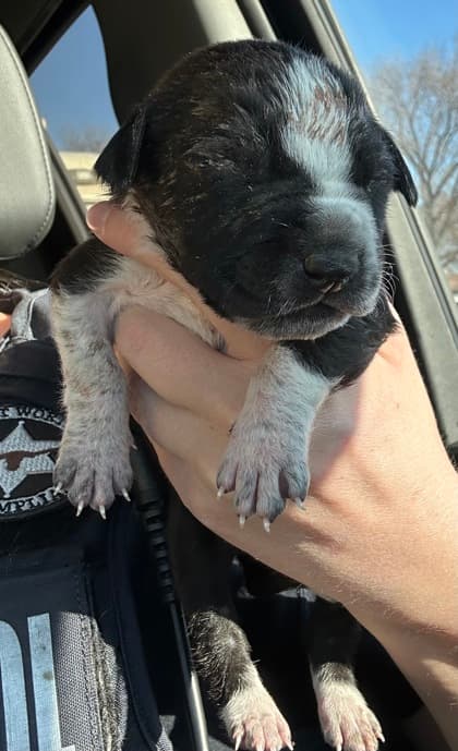 Dustin, a Pit Bull Terrier, available for adoption