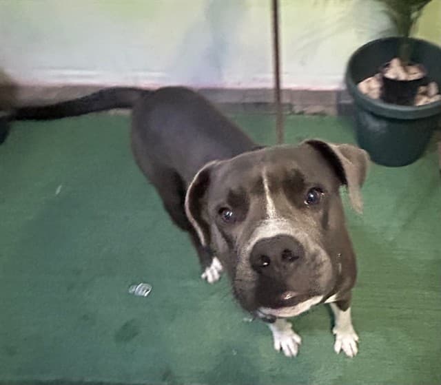 Mauricio, a Pit Bull Terrier, available for adoption