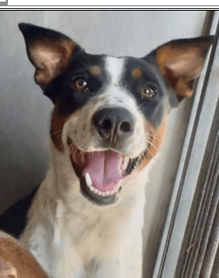 River, a Australian Shepherd (mix breed), available for adoption