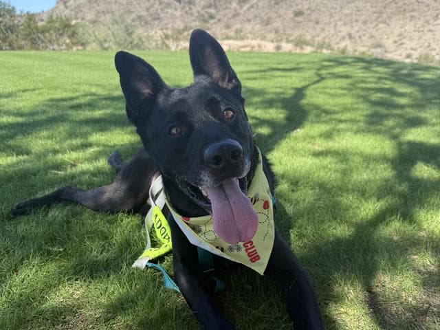 George, a Labrador Retriever (mix breed), available for adoption