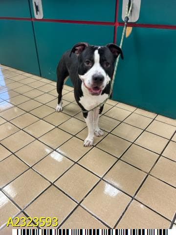 Tank, a Hound (mix breed), available for adoption