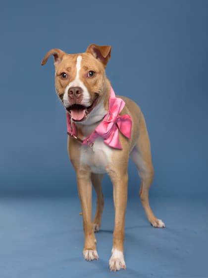 Peach Pie, a Terrier, available for adoption