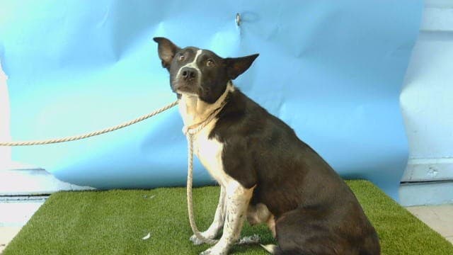 Luna, a Pit Bull Terrier, available for adoption