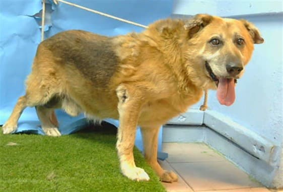 Capitan, a German Shepherd, available for adoption