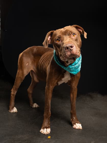 Gerald, a Boxer, available for adoption