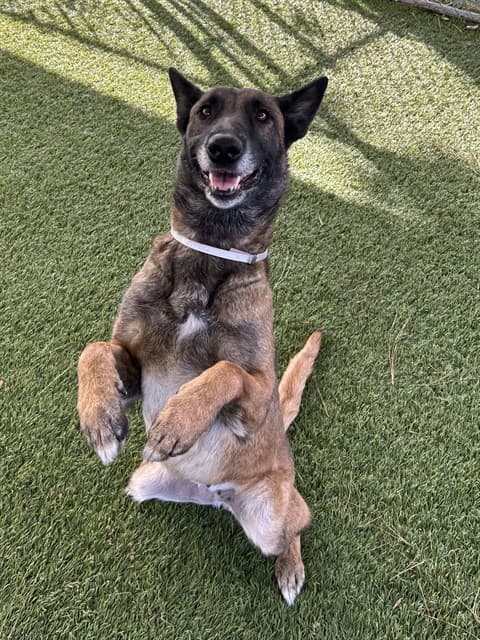 Trudy, a Belgian Shepherd Malinois, available for adoption