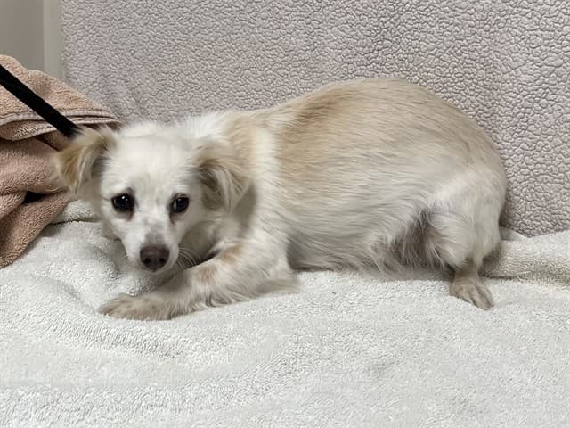 Estelle, a Chihuahua, available for adoption