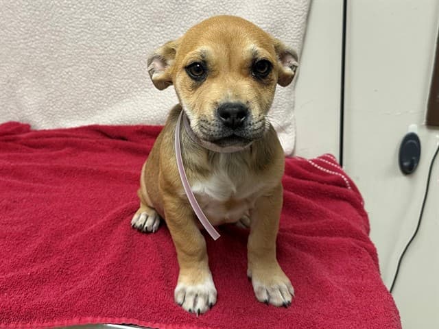 March, a Terrier, available for adoption