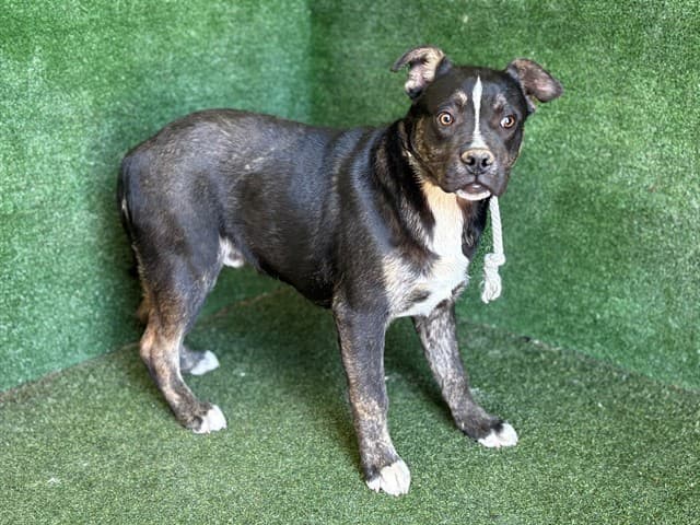Ferulize, a Pit Bull Terrier, available for adoption