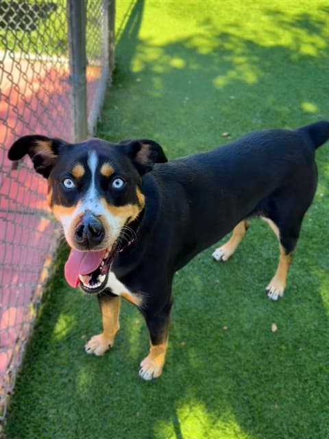 Java, a German Shepherd, available for adoption
