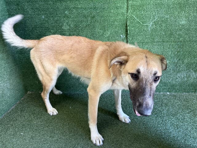 Mandy, a German Shepherd, available for adoption