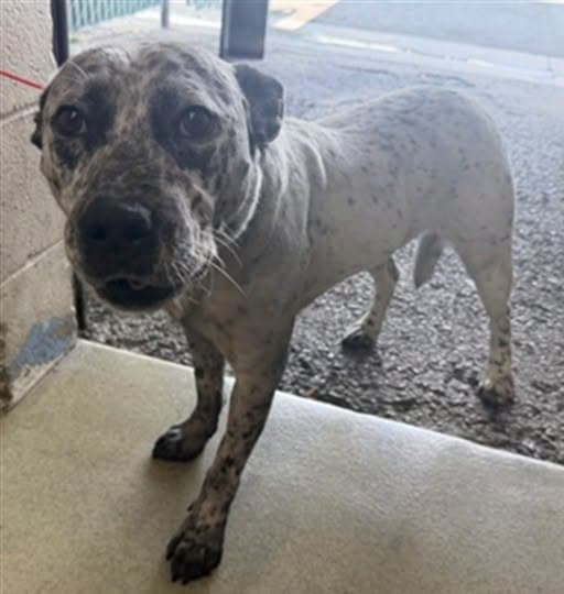 Benny, a Pit Bull Terrier (mix breed), available for adoption