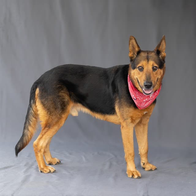 Big Boy, a German Shepherd, available for adoption