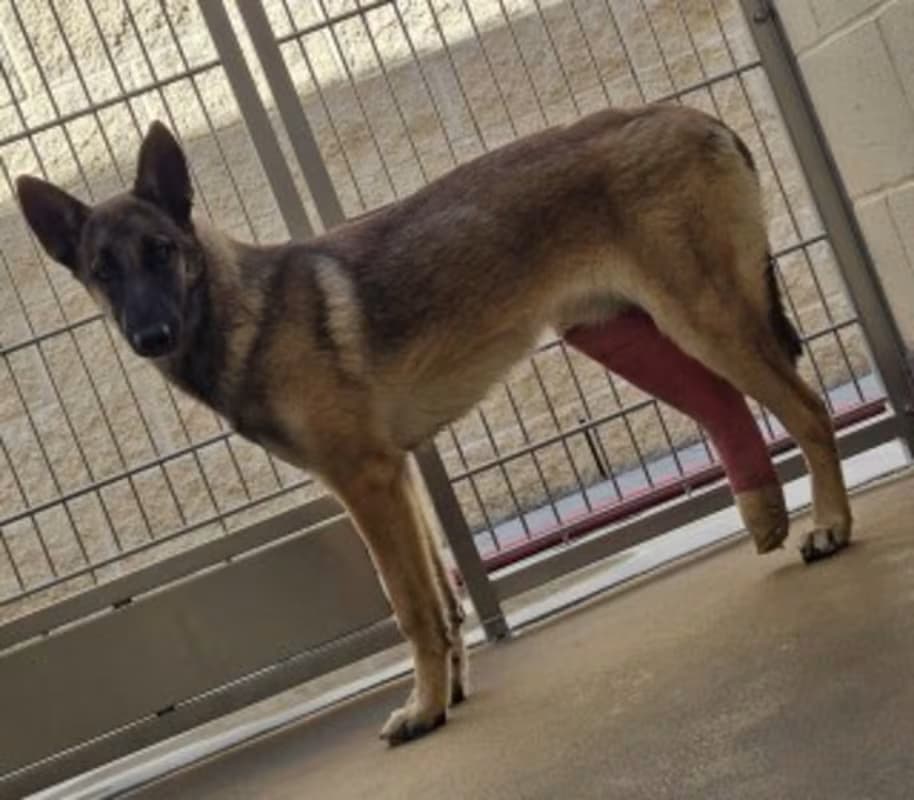 Sandra, a Belgian Shepherd Malinois (mix breed), available for adoption