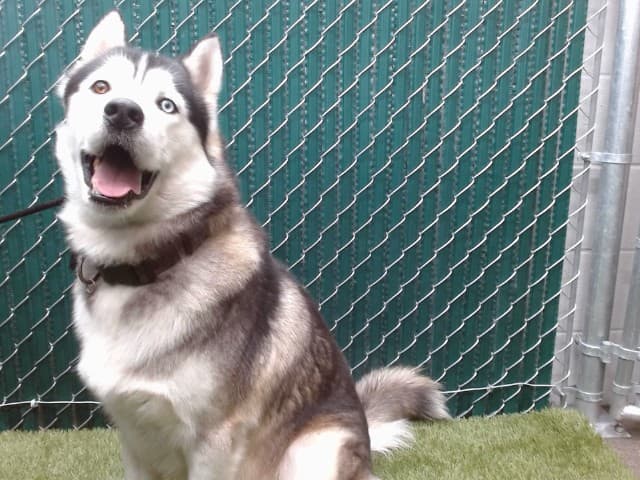 Strider, a Siberian Husky, available for adoption