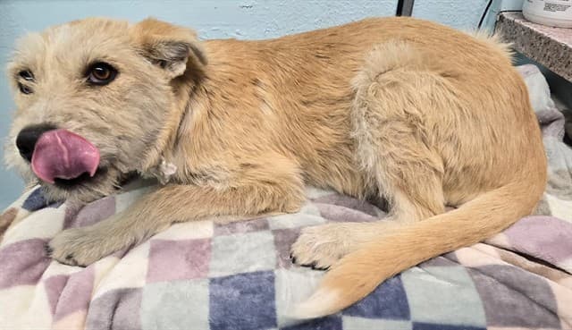 Nora, a Terrier, available for adoption