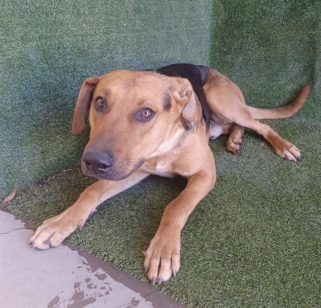 Axel, a German Shepherd, available for adoption