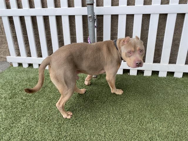 Buster, a Pit Bull Terrier, available for adoption