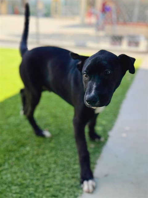 Tux, a Pit Bull Terrier, available for adoption