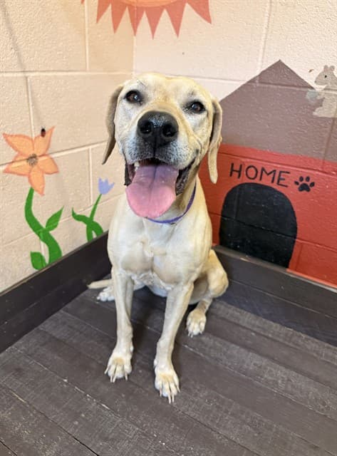 Ginger, a Labrador Retriever, available for adoption