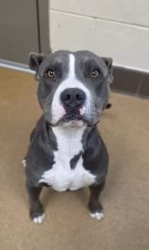 Peabody, a Pit Bull Terrier, available for adoption