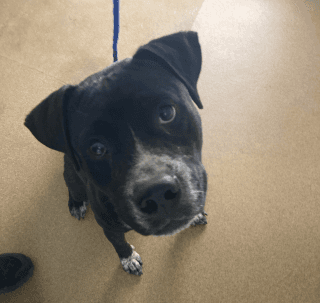 Black Panther, a Pit Bull Terrier (mix breed), available for adoption