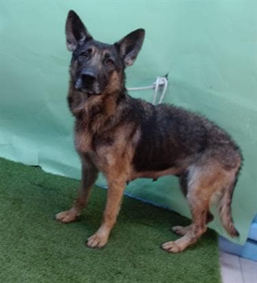Erma, a German Shepherd, available for adoption