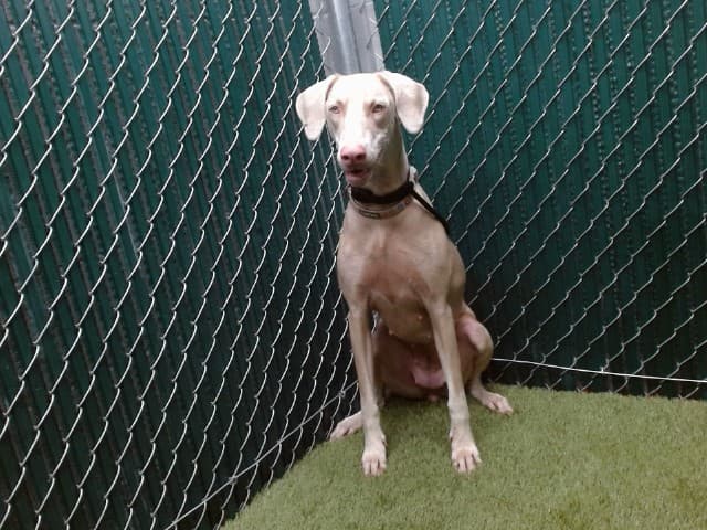 Sky, a Doberman Pinscher, available for adoption