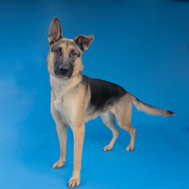 Wong Wong, a German Shepherd, available for adoption