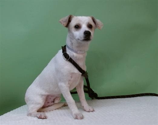 Canello, a Miniature Pinscher, available for adoption