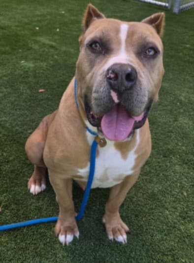 Radar, a Pit Bull Terrier, available for adoption