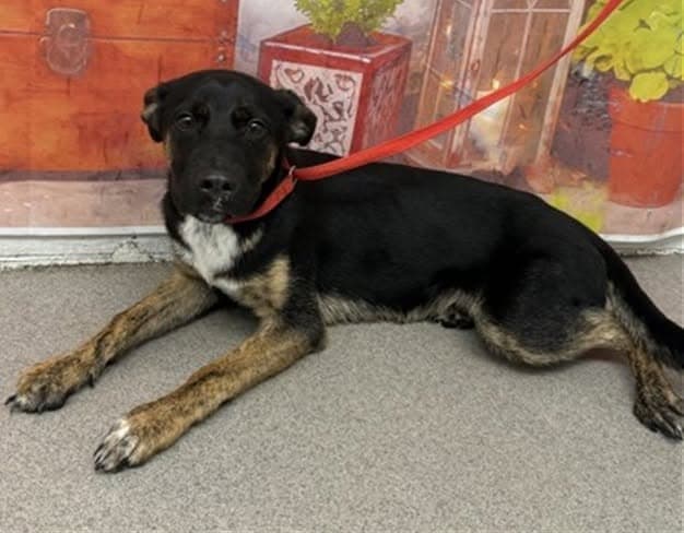 Andy, a Rottweiler (mix breed), available for adoption
